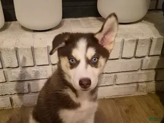 Siberian Husky dogs Bronx - Ad 29