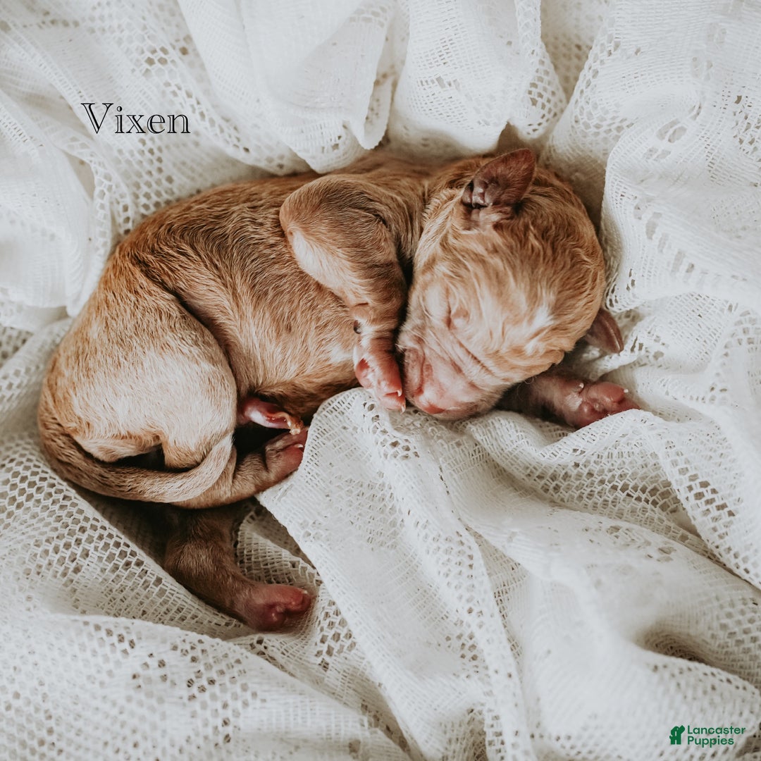 Standard Poodle dogs for sale: Vixen - Ad 3