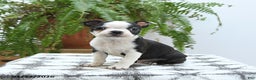 Boston Terrier dogs for sale: Jersey - Ad 2