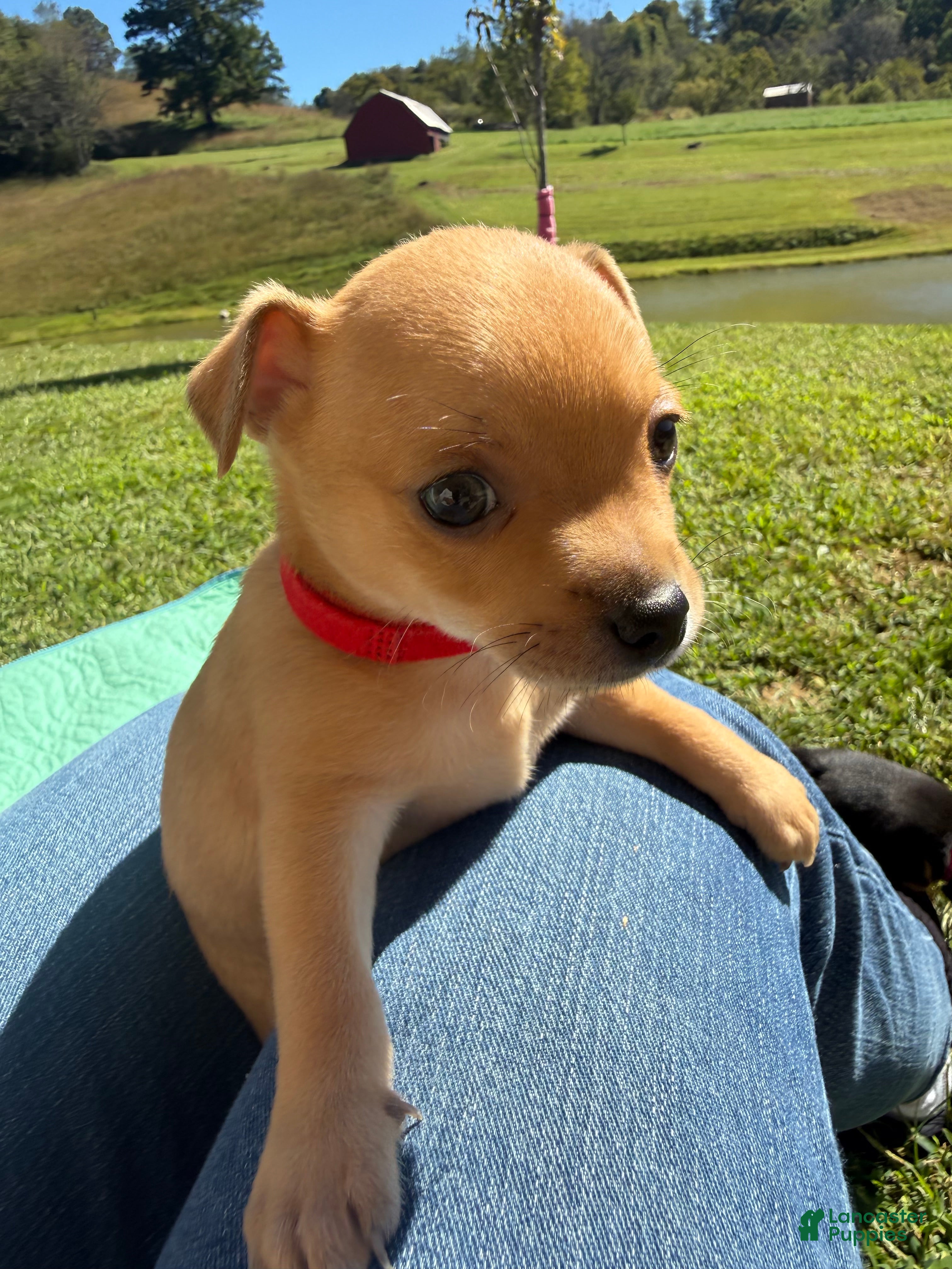 Chihuahua dogs Benji - Ad 1