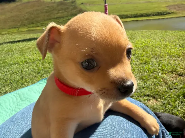 Chihuahua dogs Benji - Ad 1