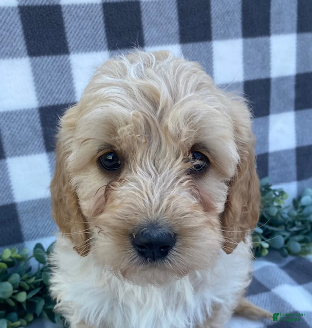 Mini Goldendoodle dogs for sale: Lenny - Ad 4
