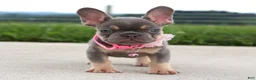 French Bulldog dogs for sale: Penny - Ad 5