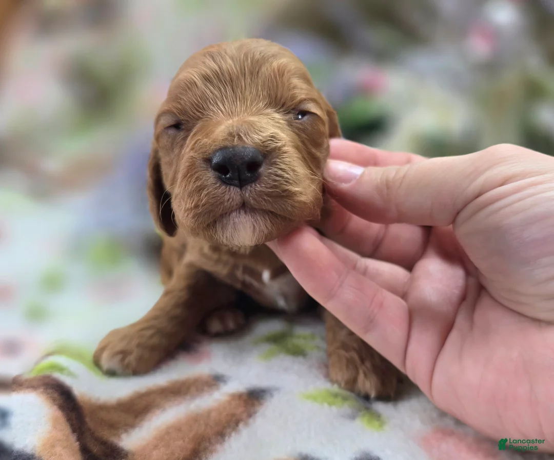 Cockapoo dogs for sale: Cashmere - Ad 2