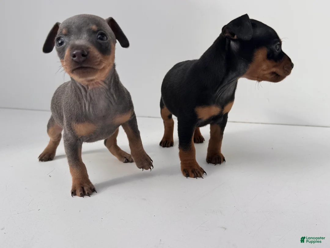 Miniature Pinscher dogs for sale: Lilah - Ad 2