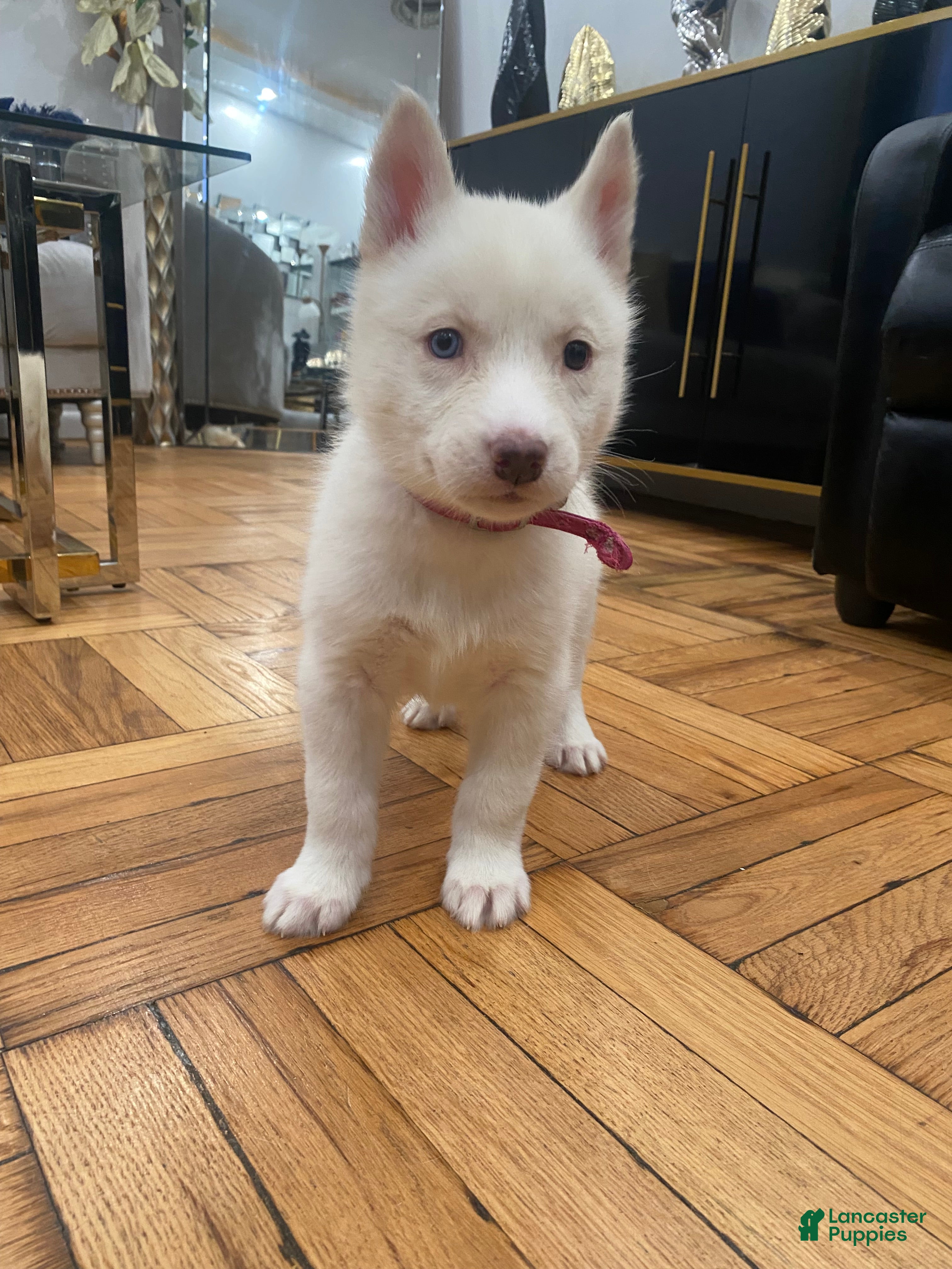 Siberian Husky dogs for sale: Pearl - Ad 1