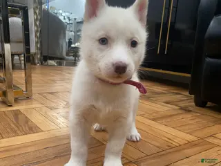 Siberian Husky dogs for sale: Pearl - Ad 1