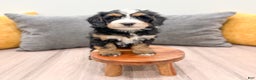 Mini Bernedoodle dogs for sale: Skye - Ad 3