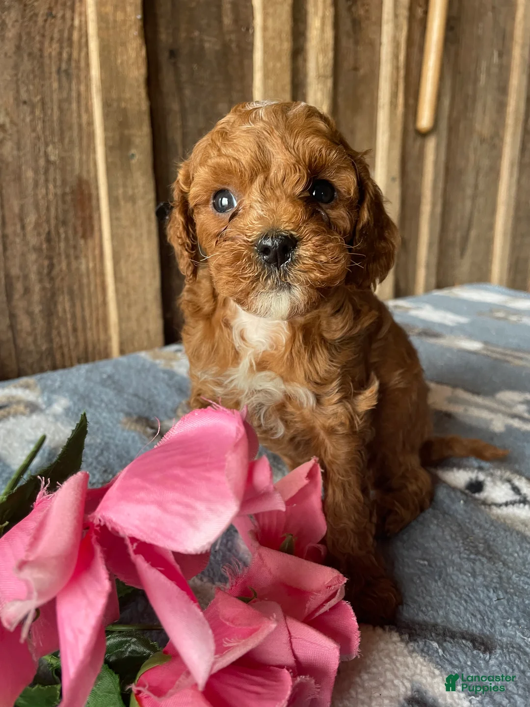 Cavapoo dogs for sale: Georgie - Ad 2