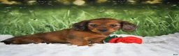 Miniature Dachshund dogs for sale: AKC Dixie - Ad 6