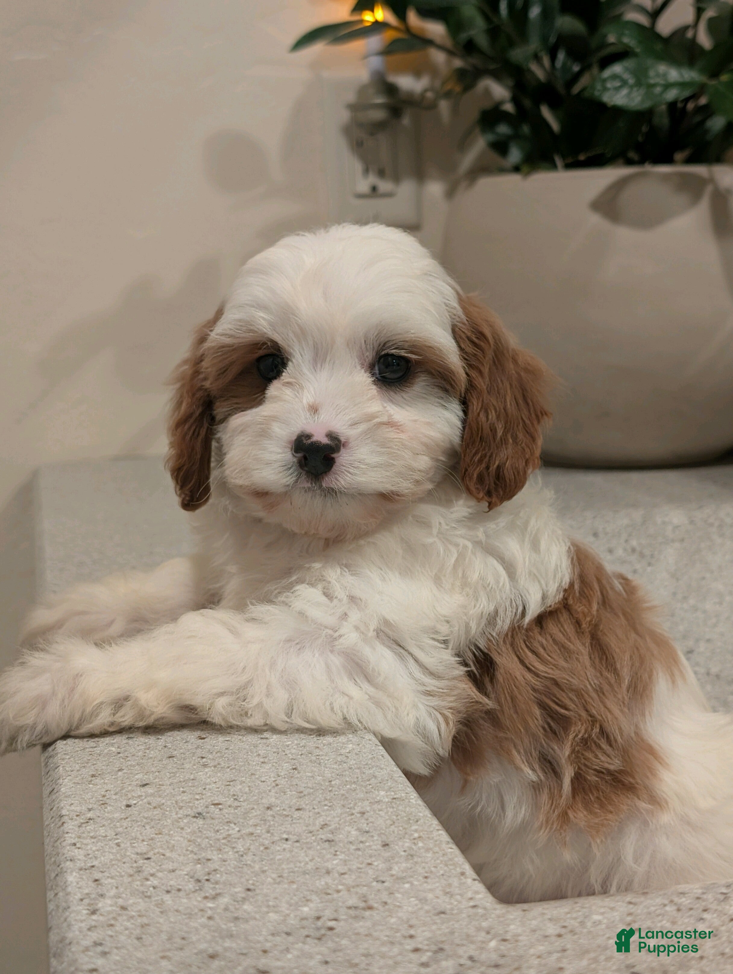 Cavapoo dogs Jasper  - Ad 2