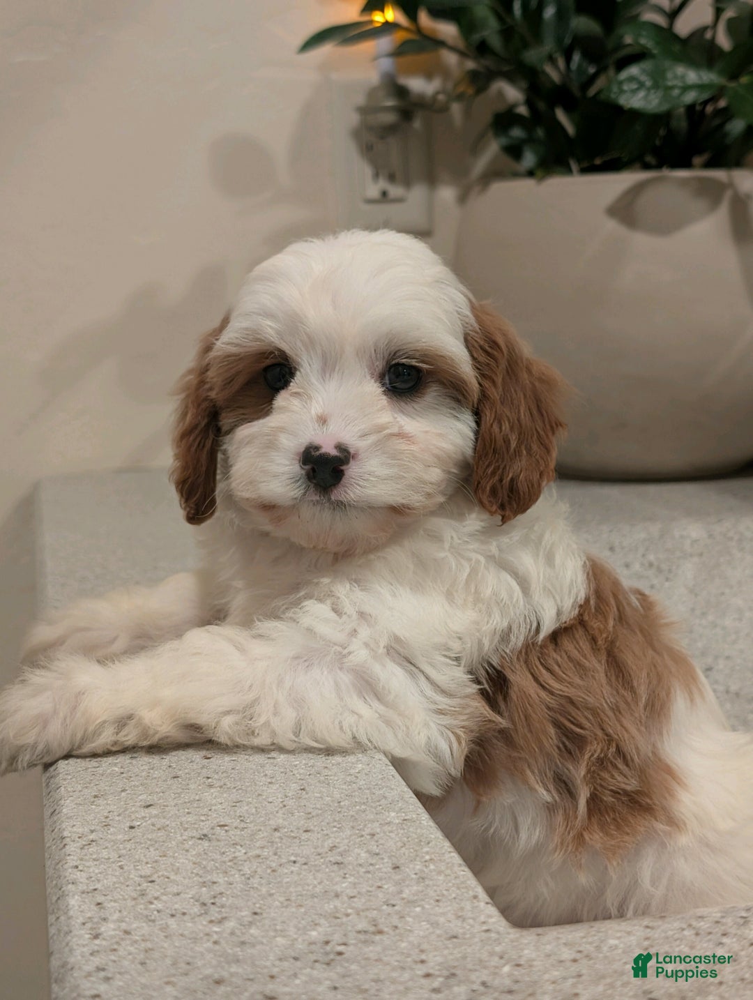 Cavapoo dogs for sale: Jasper  - Ad 2