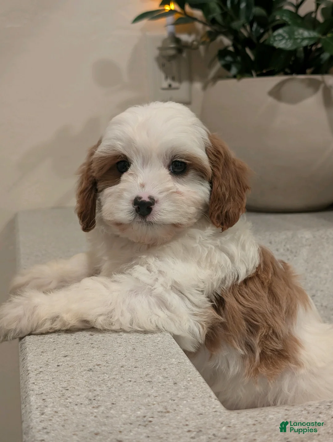 Cavapoo dogs for sale: Jasper  - Ad 2