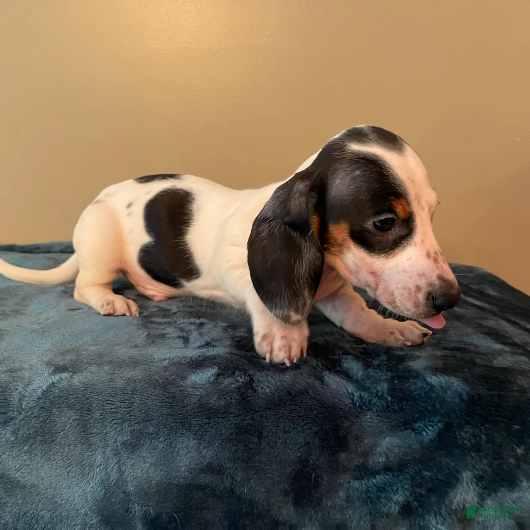 Dachshund dogs for sale: Simon - Ad 3