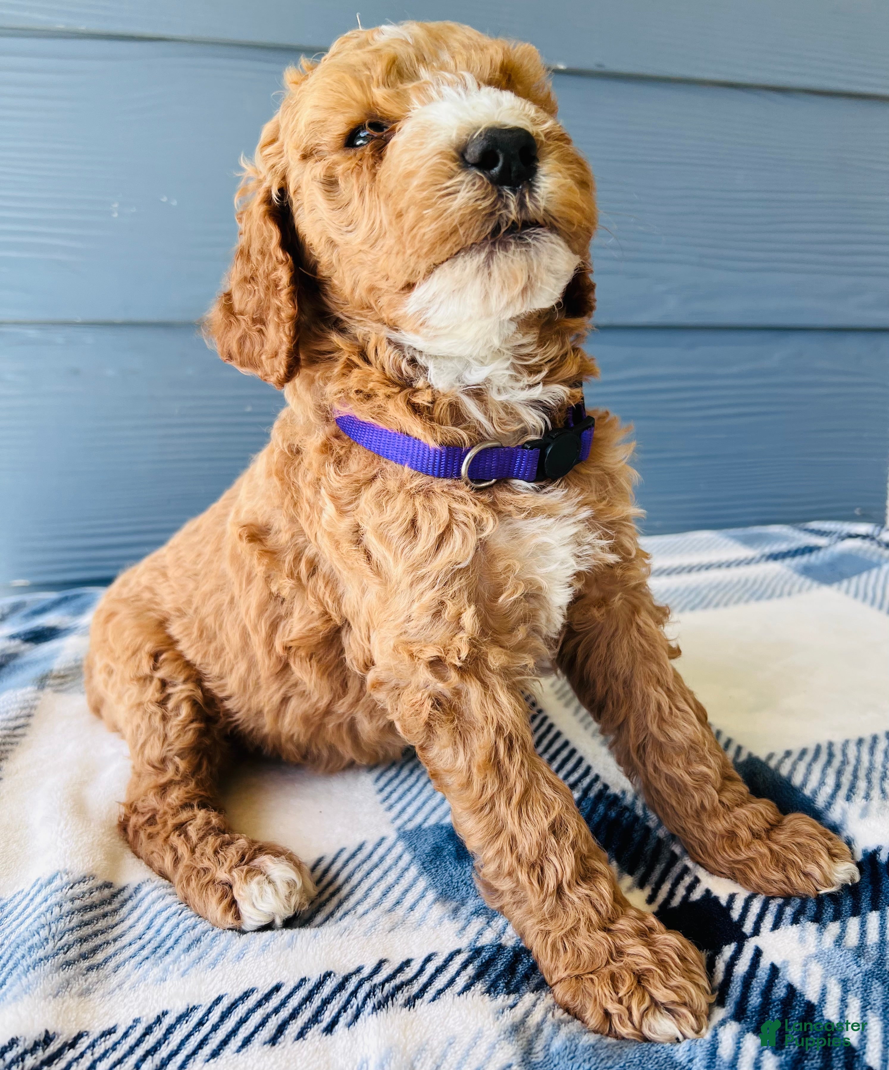 Goldendoodle dogs for sale: The Sweetheart -purple - Ad 2