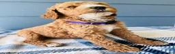 Goldendoodle dogs for sale: The Sweetheart -purple - Ad 2