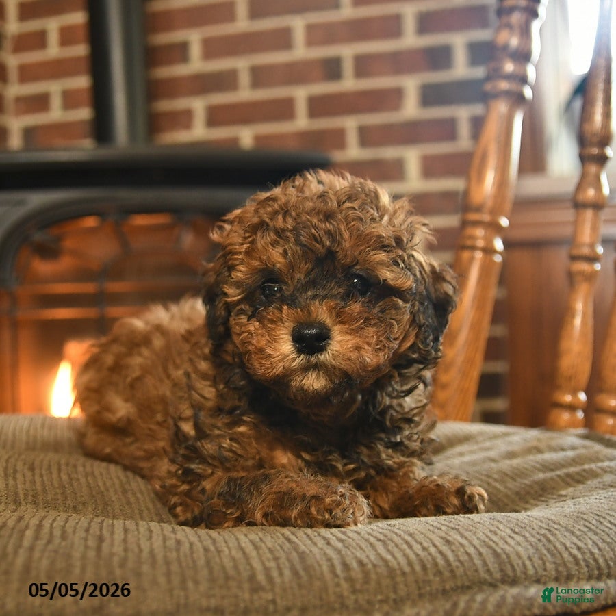 Toy Poodle dogs Jackpot - Ad 2