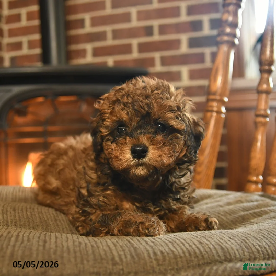Toy Poodle dogs for sale: Jackpot - Ad 2