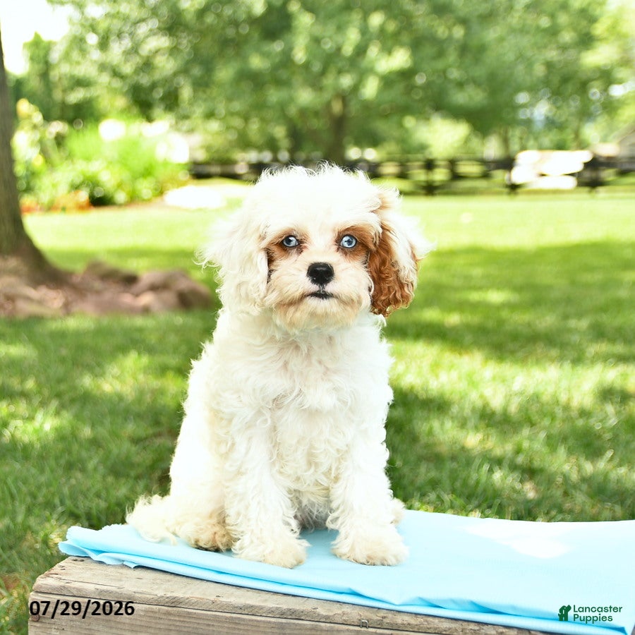 Cavapoo dogs Cutie - Ad 1