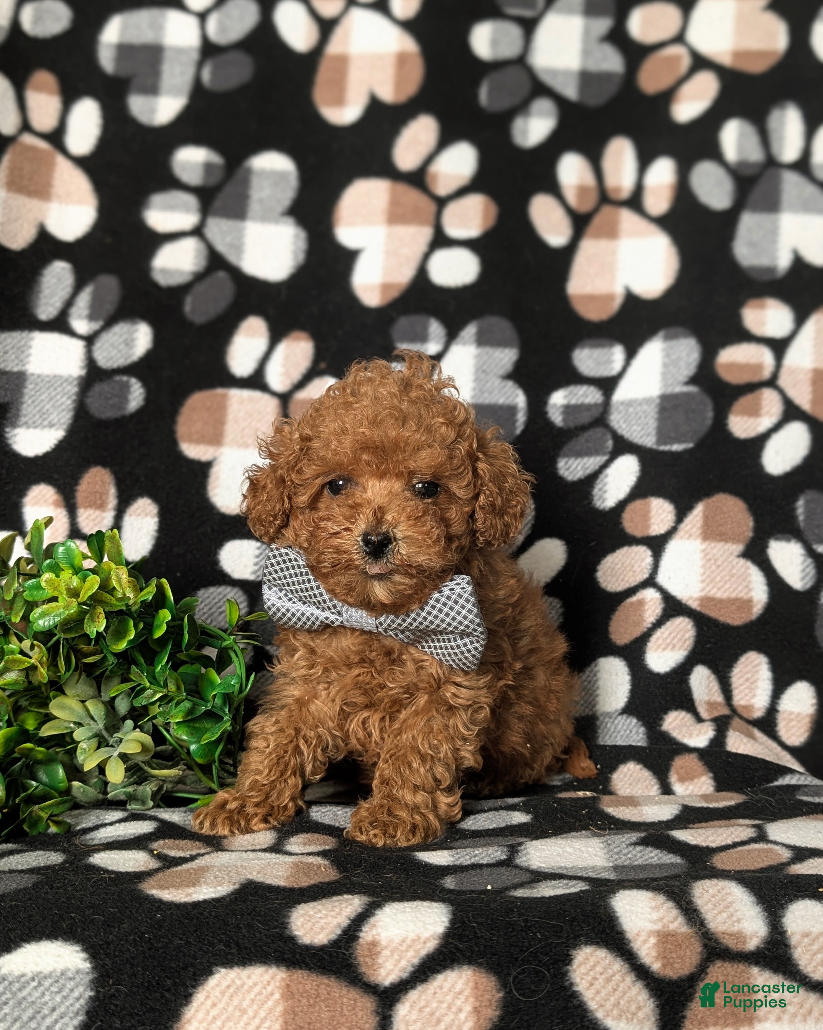 Toy Poodle dogs Eli 7 lbs Full Grown - Ad 1