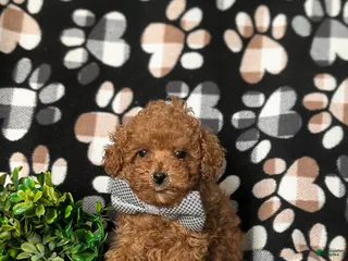 Toy Poodle dogs for sale: Eli 7 lbs Full Grown - Ad 3