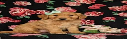 Golden Retriever dogs for sale: Mylie AKC registered - Ad 3