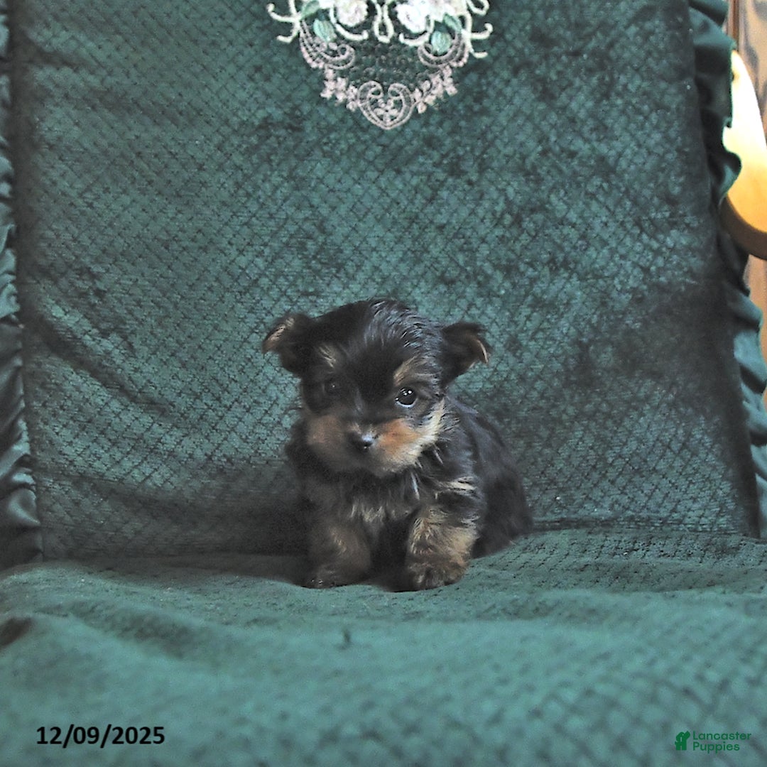 Yorkshire Terrier dogs for sale: Logan  - Ad 1