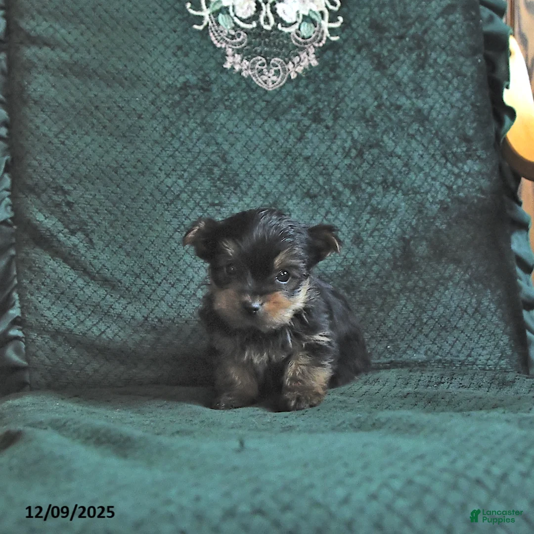 Yorkshire Terrier dogs for sale: Logan  - Ad 1