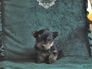 Yorkshire Terrier dogs Logan - Ad 29