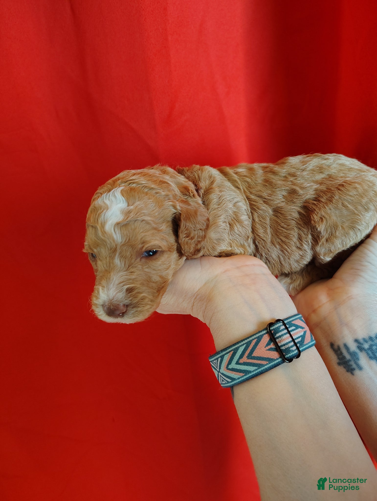 Standard Poodle dogs Standard Poodle Puppy 7 - Ad 16