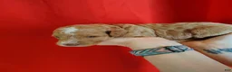 Standard Poodle dogs for sale: Standard Poodle Puppy 7 - Ad 1