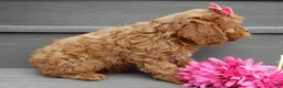 Cavapoo dogs for sale: Buttons - Ad 3