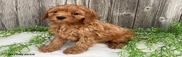 Cavapoo dogs for sale: Tanner - Ad 2