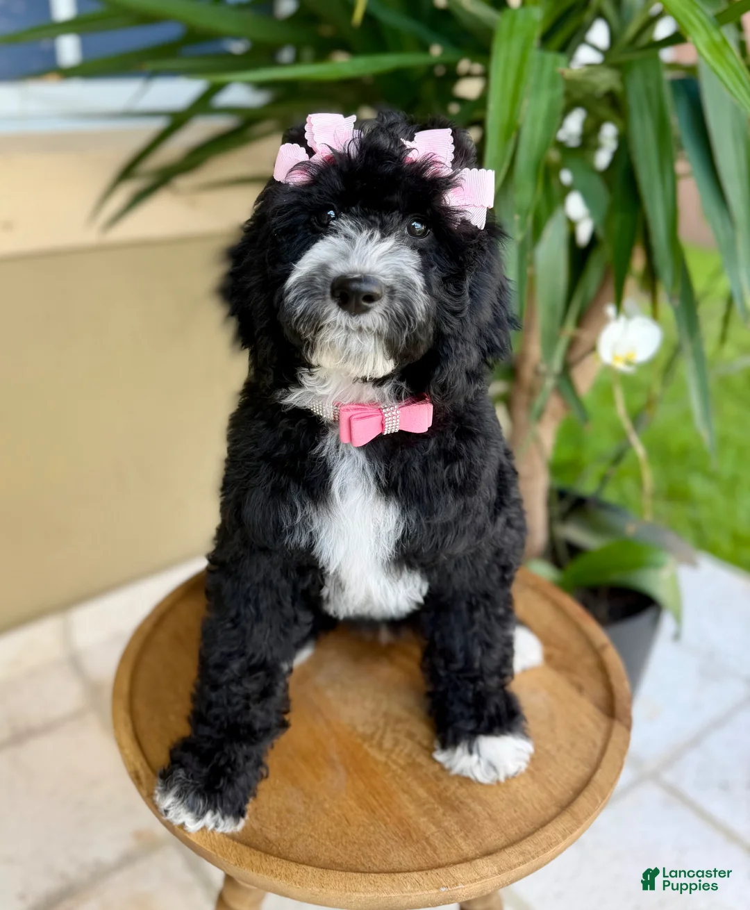 Mixed Breed dogs for sale: Luna 🐶 - Ad 1