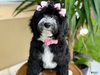 Mixed Breed dogs Luna 🐶 - Ad 28