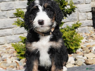 Bernedoodle dogs - Ad 33