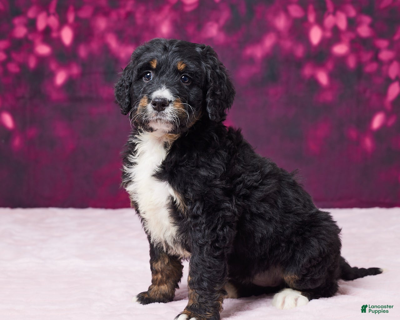 Bernedoodle dogs Gracie - Ad 29