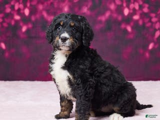 Bernedoodle dogs Gracie - Ad 26