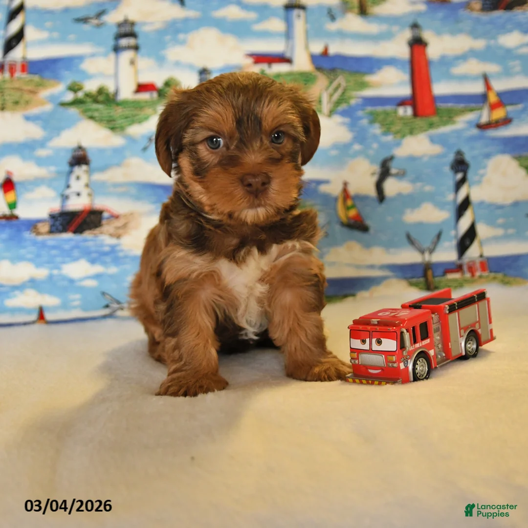 Yorkshire Terrier dogs for sale: Tucker - Ad 1