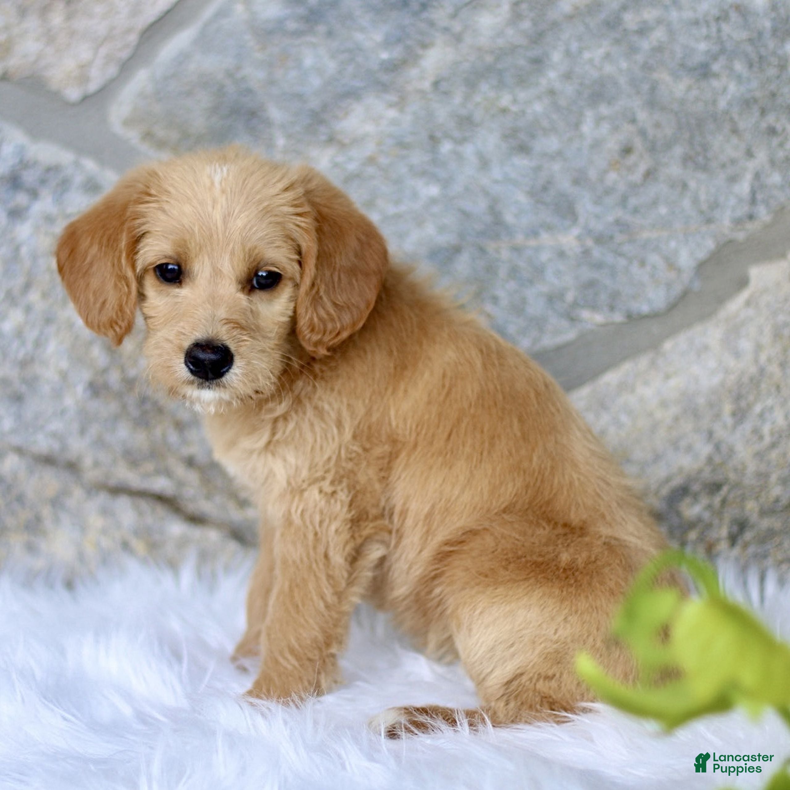 Labradoodle dogs Chloe  - Ad 2