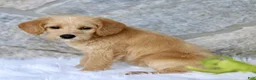 Labradoodle dogs for sale: Chloe  - Ad 2