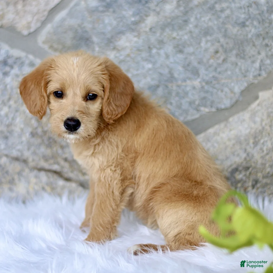 Labradoodle dogs for sale: Chloe  - Ad 2