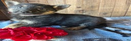 German Shepherd dogs for sale: Jingles - Ad 4