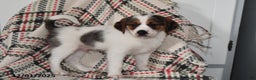 Mixed Breed dogs for sale: Bentley - Ad 5