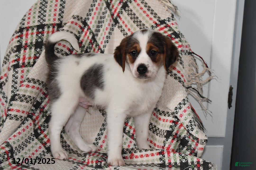 Mixed Breed dogs for sale: Bentley - Ad 5