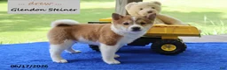 Shiba Inu dogs for sale: Drew - Ad 4