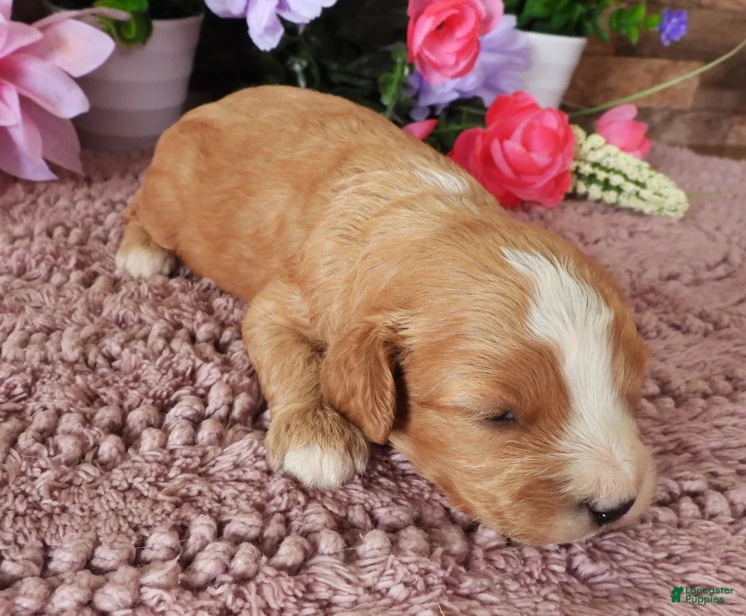 Cavapoo dogs for sale: #2 Male (Whitney) - Ad 2