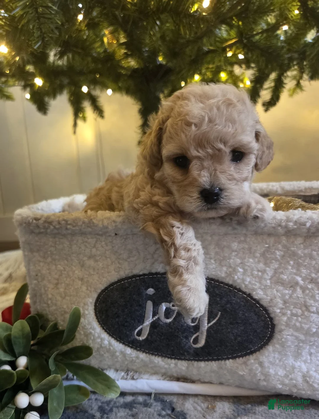 Maltipoo dogs for sale: Elsa - Ad 3