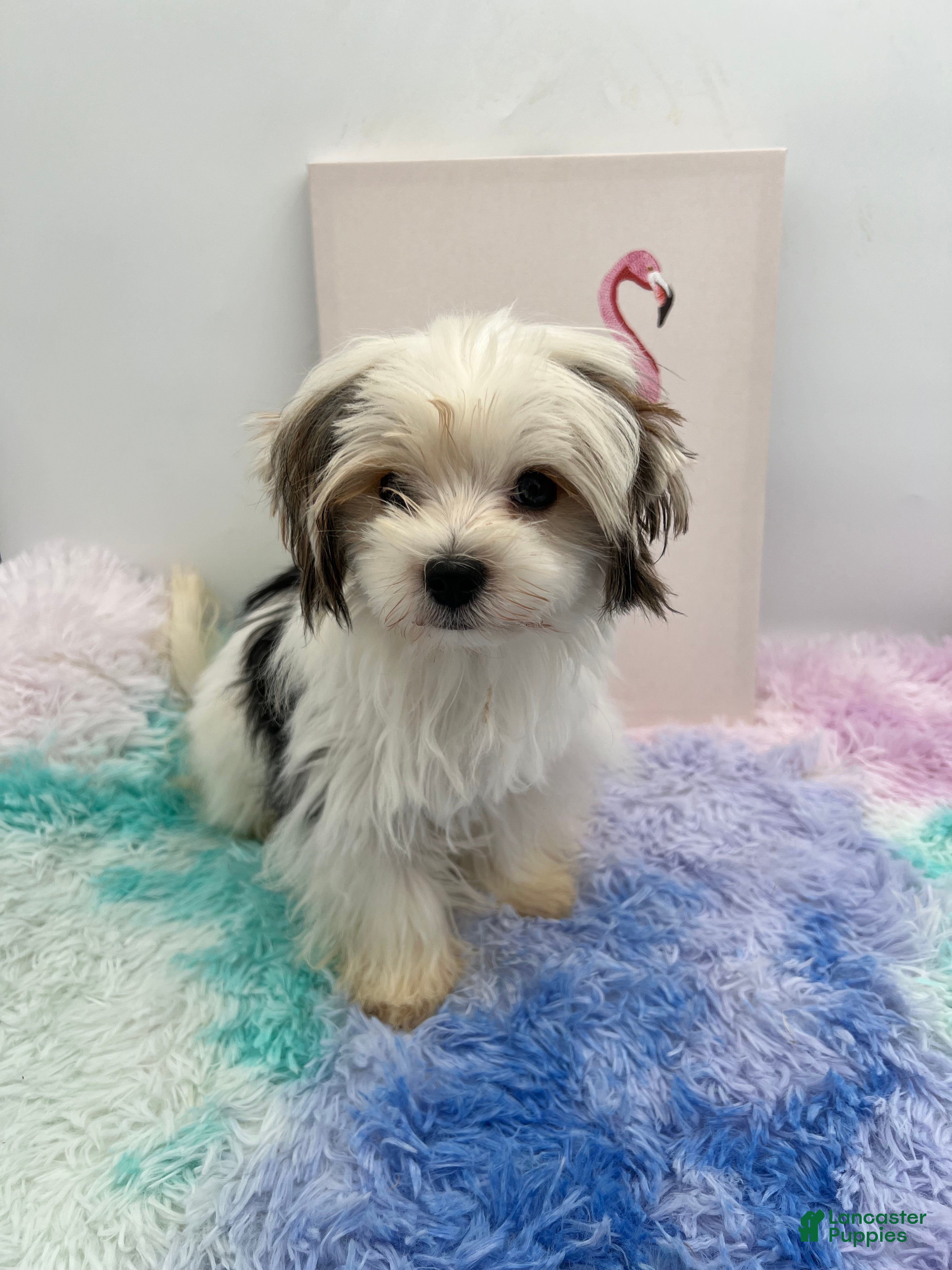 Yorkshire Terrier dogs Keith - Ad 1