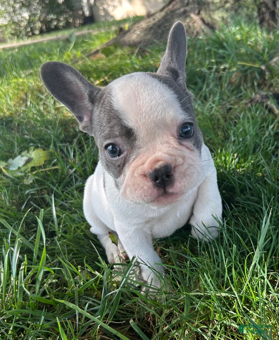 French Bulldog dogs for sale: Bonnie - Ad 11